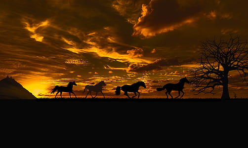 silhouette photography of four horses under sunset