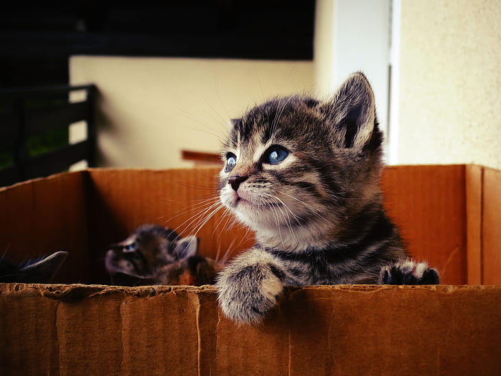 short-furred gray tabby kitten inside box