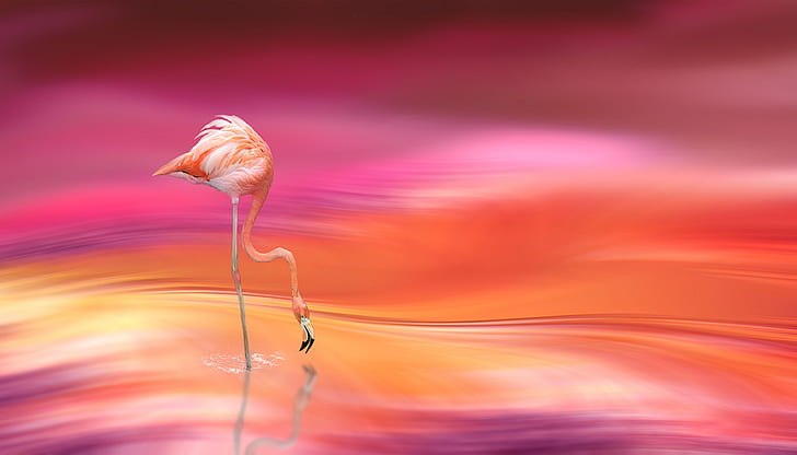 flamingo drinking water digital wallpapper