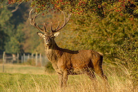 brown deer on green field during daytime