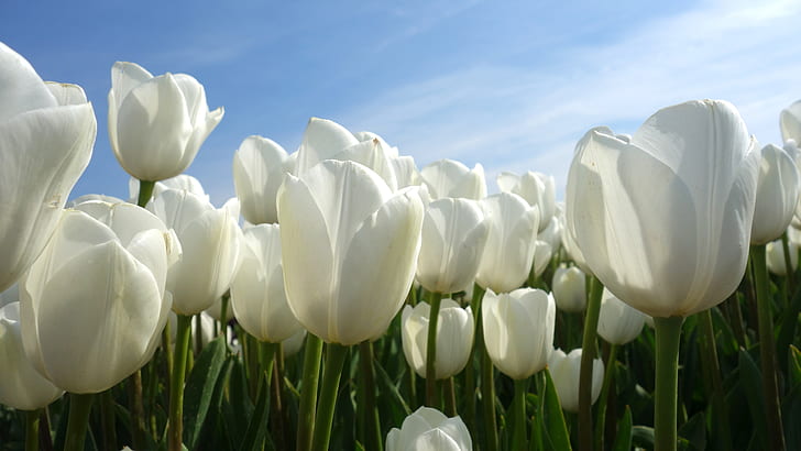 white tulips field