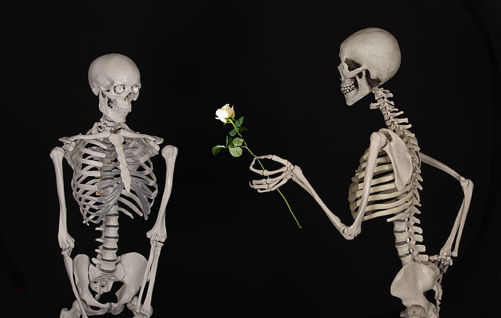 skeleton giving white rose to other skeleton