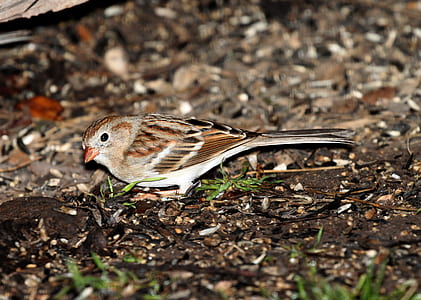 Brown and White Small Bird