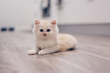 selective focus photography of white Persian kitten