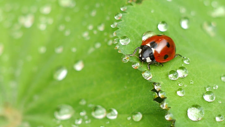 ladybug on green leaf with dew drops in macro photography