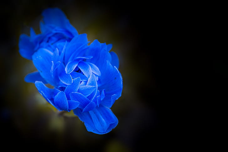 blue petaled flowers in bloom close up photo