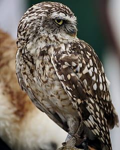 brown and white owl