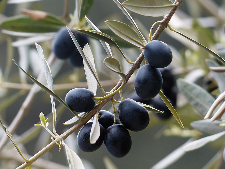 shallow focus photography of round black fruits