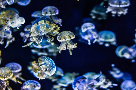 selective focus photograph of jelly fish