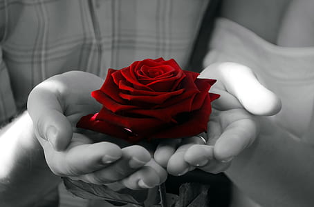 selective color photography of red rose on person's hand