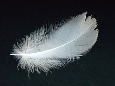 white feather on top of black surface