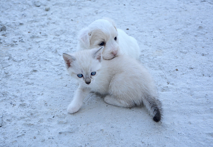 short-coated white puppy and white kitten sits on sand during daytime
