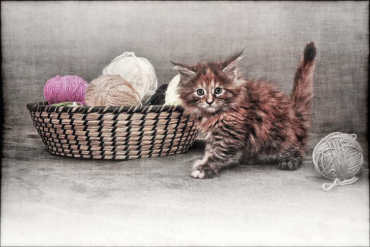 orange and gray cat beside brown wicker basket