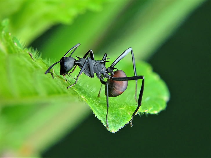 leaf ant perched on green leaf macro photography