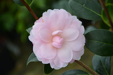 closeup photography of pink camellia rose