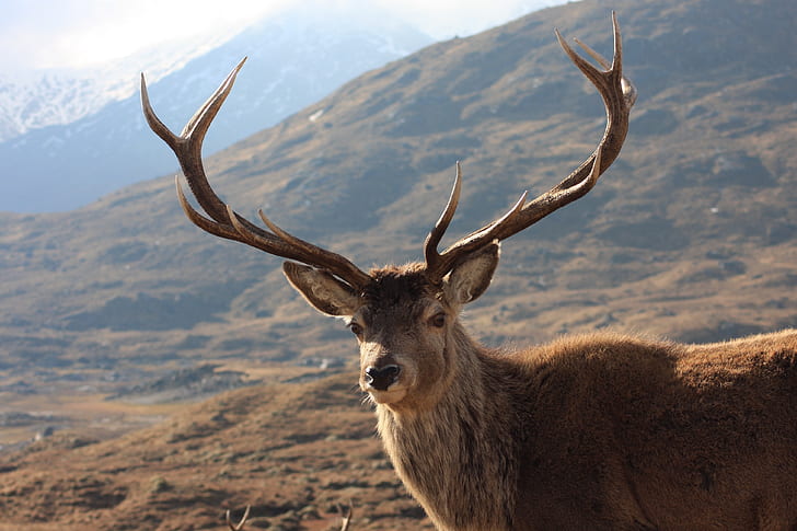 adult male stag during daytime