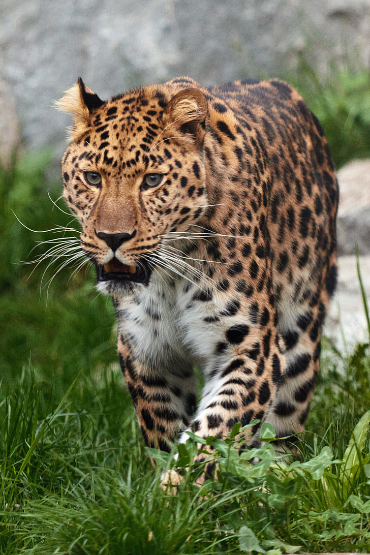 Royalty-Free photo: Leopard walking green grass field during daytime