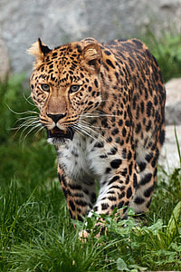 leopard walking green grass field during daytime