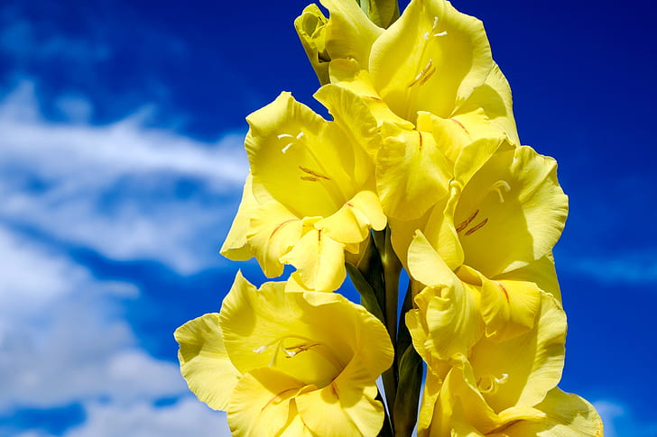 shallow focus photography of yellow flowers during daytime
