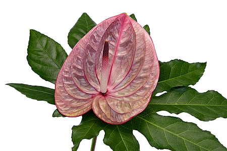 closeup photography of pink anthurium