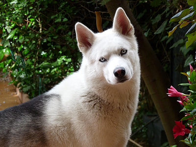 adult white and black Siberian husky during daytime close-up photo