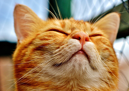 closed eyed orange cat