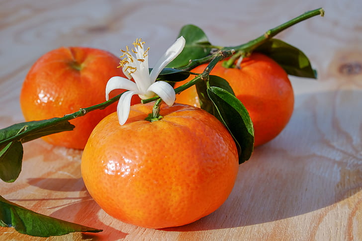 close up photo of Orange fruits