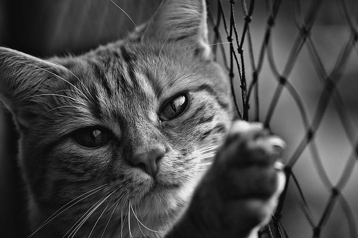 Cat holding on fence in grayscale photography