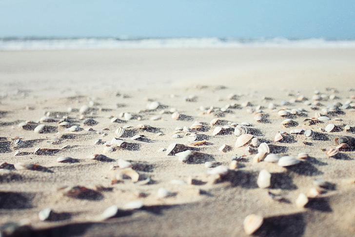 Sea shells sitting on the sandy beach