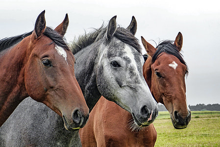 three horse heads during daytime