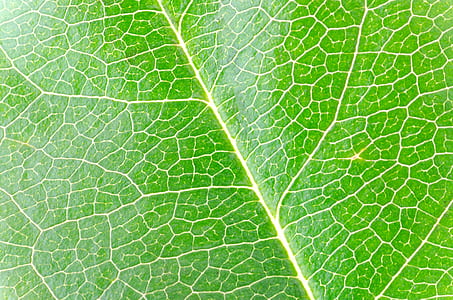closeup photography of leaf