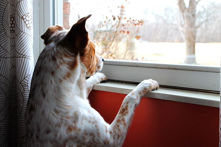 shallow focus photography of brown and white dog standing in front window during daytime