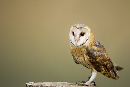 focus photography of brown owl