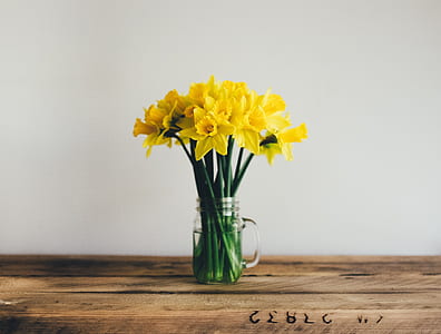 yellow daffodils in clear glass jar