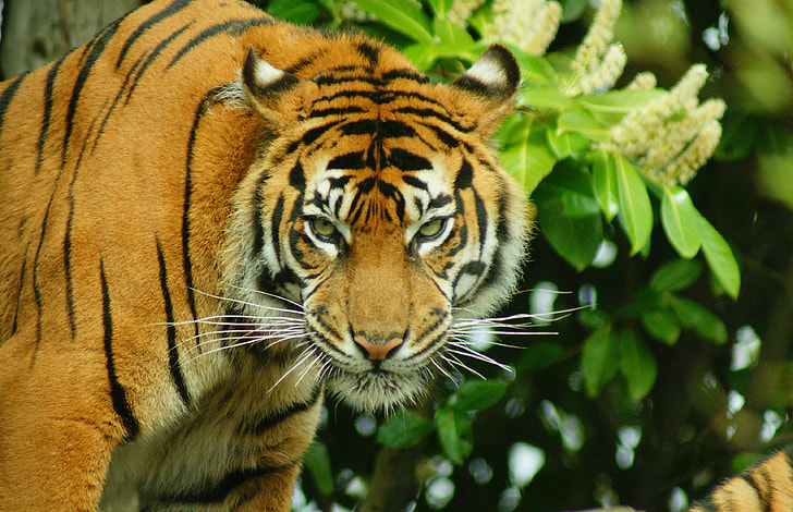 Orange Tiger Sitting In Green Grass Stock Photo, Picture and Royalty Free  Image. Image 4249903.