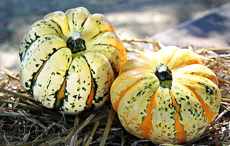 two green-and-orange squashes