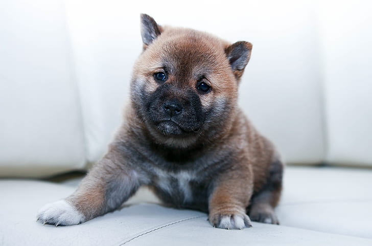 brown and black Akita inu puppy