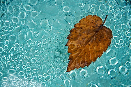 brown scalloped-edge leaf on teal surface