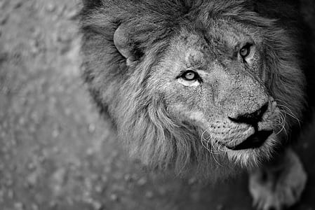 gray scale lion