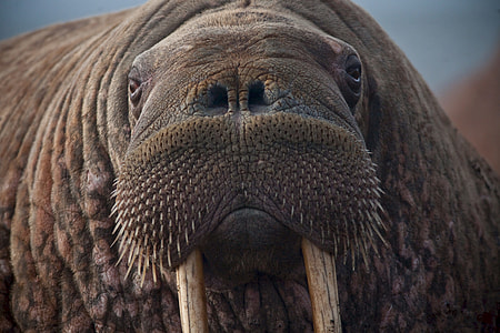 brown walrus