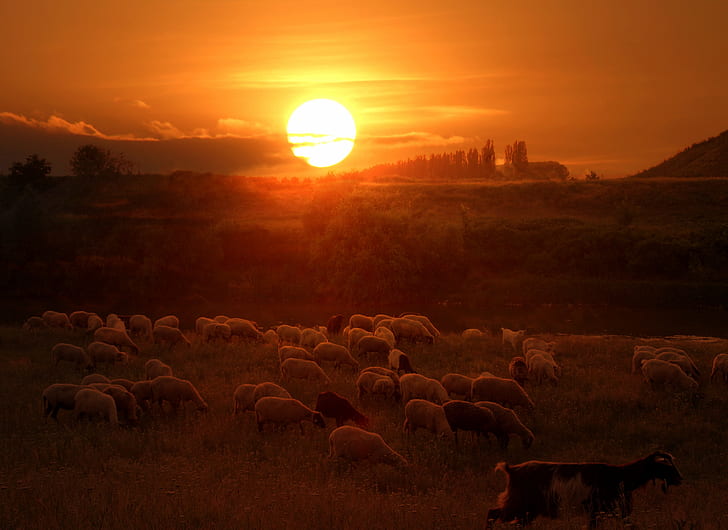 herd of sheep during golden hour