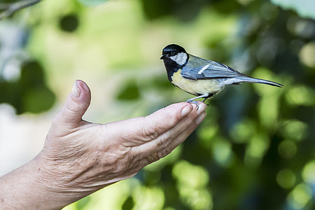 great tit perched on human hand