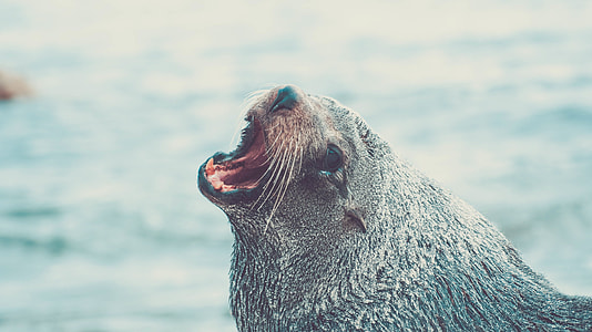 photography of  Sealion beside body of water during day time
