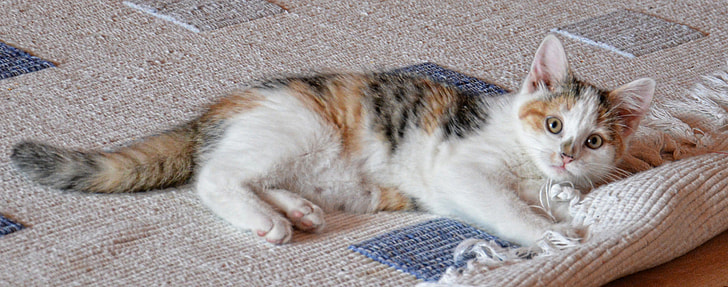 photograph of Calico cat playing fringe rug