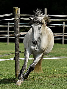 running white horse on green grass