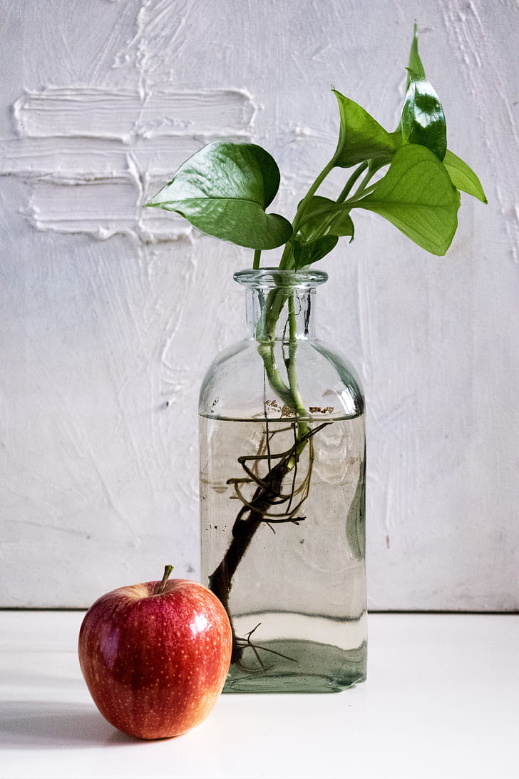 still life photography of red apple beside green leaf plant placed on clear glass vase