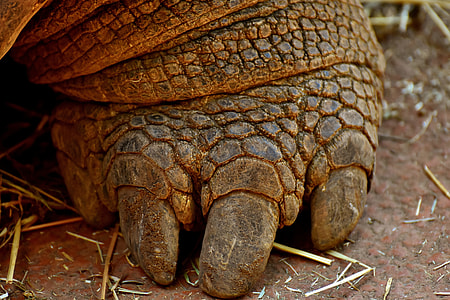 closeup photo of tortoise's foot on brown soil