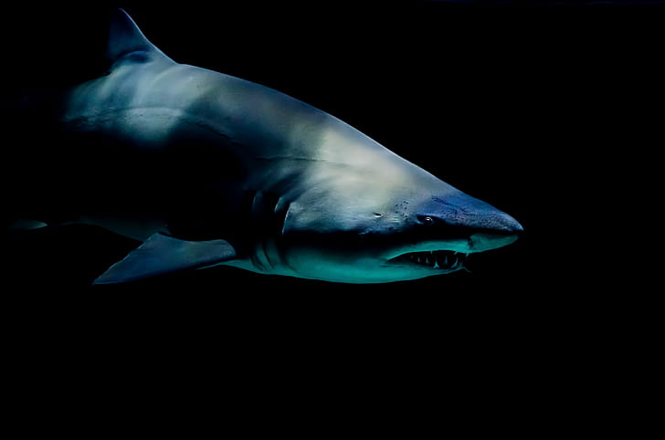 gray shark in closeup photo