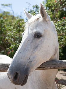 white horse with its head over brown wooden fence
