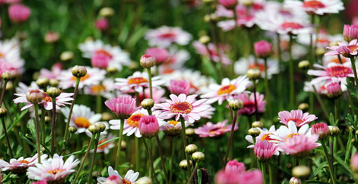 selective focus photography of pink daisy flowers